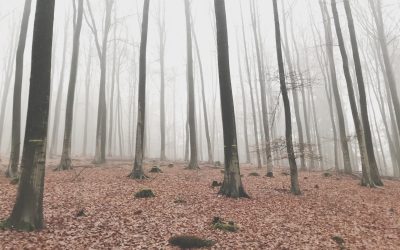 TARTUFAIA NON PRODUTTIVA: COME RECUPERARE PRODUZIONE E QUALITÀ DEL TARTUFO
