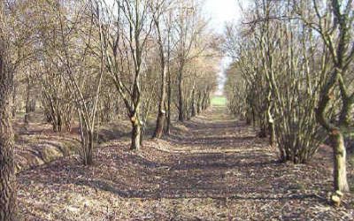 TARTUFAIA CONTAMINATA: CAUSE, PROBLEMI E SOLUZIONI